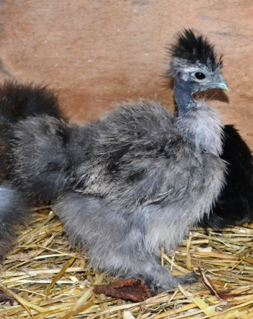 Zucht Von Serama Und Showgirl H hnern Burmilla Cattery