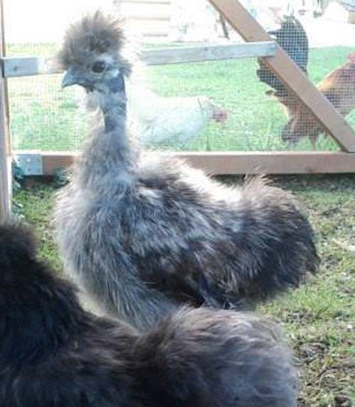 Zucht Von Serama Und Showgirl H hnern Burmilla Cattery