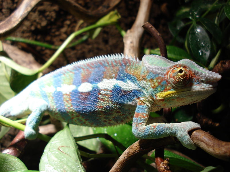 Reptil
