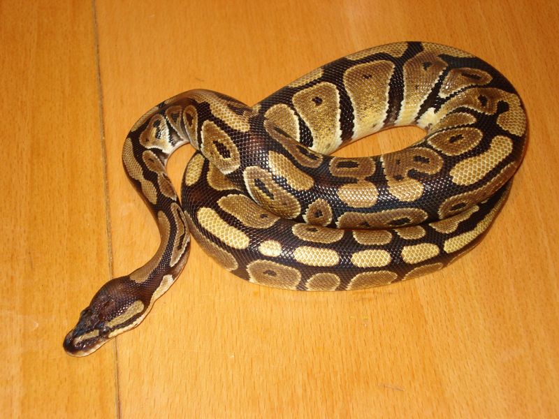 Phython Regius