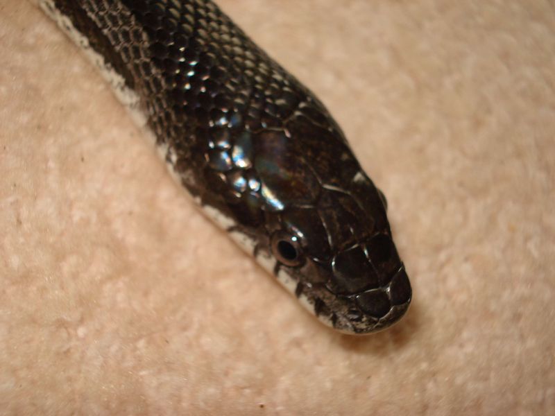 Reptil1