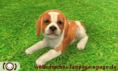 Beagle Zweifarbig