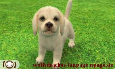 Beagle Weiß