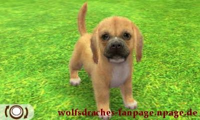 Beagle Doggefarben