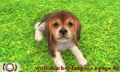Beagle Dreifarbig