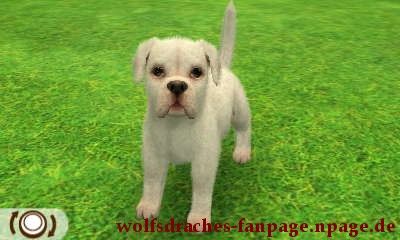 Boxer Weiß