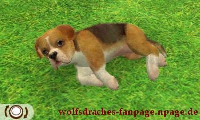 Boxer Beaglefarben