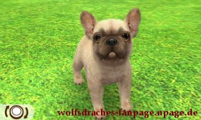 Bulldogge Falbfarben
