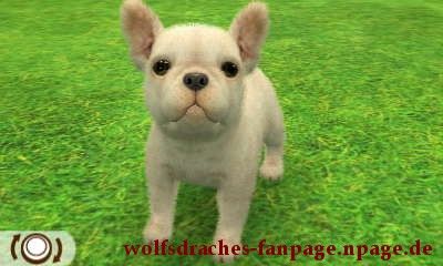Bulldogge Weiß