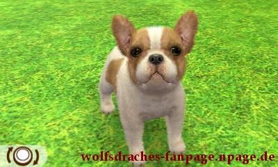 Bulldogge Zweifarbig