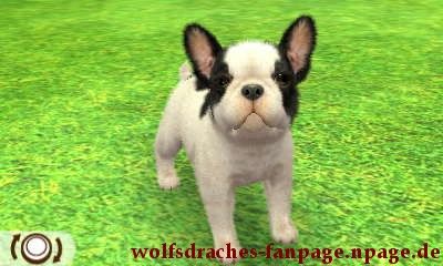 Bulldogge Schwarz-Weiß
