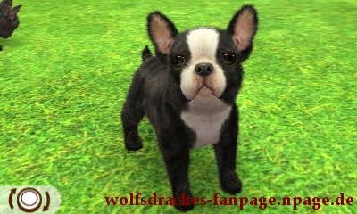 Bulldogge Gestromt