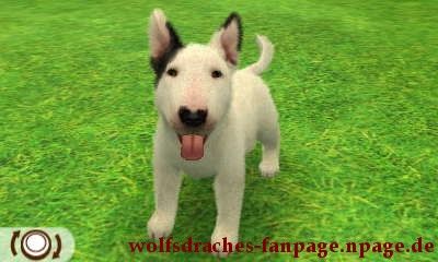 Bullterrier Schwarz-Weiß