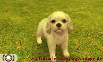 Cavalier Spaniel Weiß