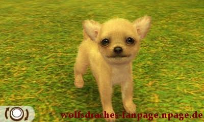 Chihuahua Cremefarben