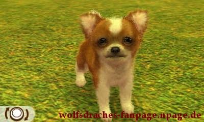Chihuahua Rot-Weiß