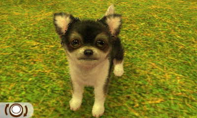 Chihuahua Dreifarbig