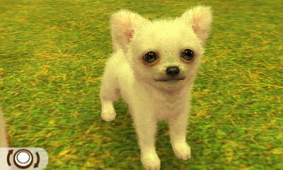 Chihuahua Weiß
