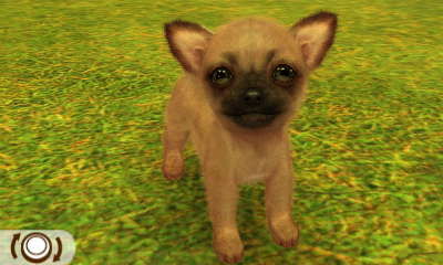 Chihuahua Mopsfarben