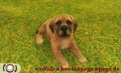 Dogge Gelb
