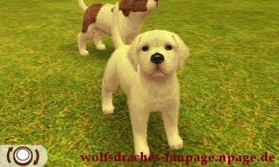Dogge Weiß