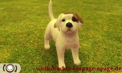 Dogge Bullterrierfarben