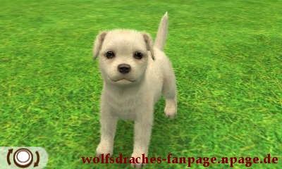 Jack Russell Weiß