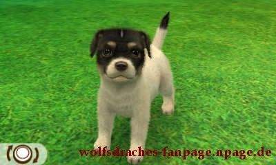Jack Russell Schwarz-Weiß
