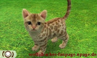 Hauskatze Leopard