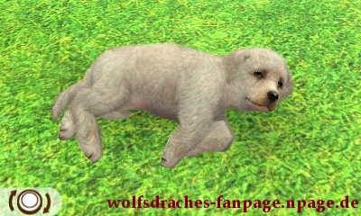 Labrador Grau