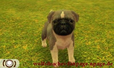 Mops Doggefarben