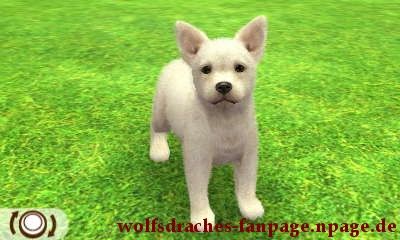 Schäferhund Weiß