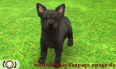 Schäferhund Schwarz