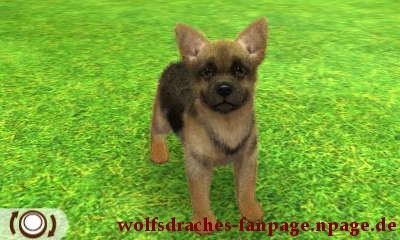 Schäferhund Schwarz-Braun