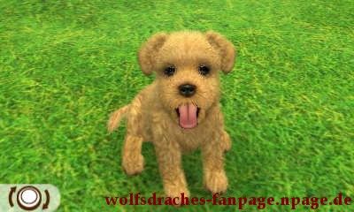 schnauzer blond
