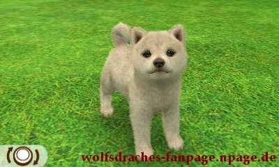 Shiba Wolfsfarben