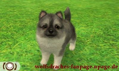spitz wolfsfarben