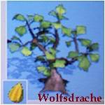 pinata stachelbeerstrauch