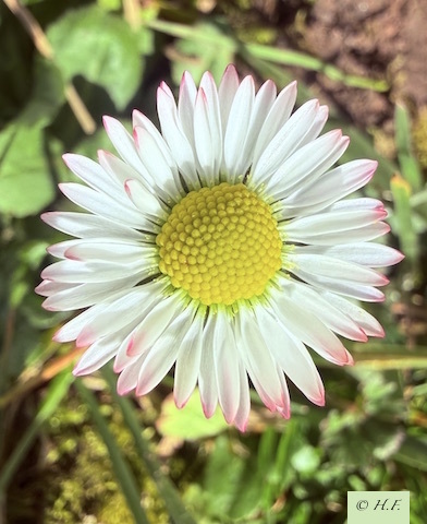 An den Beitrag angehängtes Bild: https://file1.hpage.com/007968/29/bilder/img_3549.jpeg