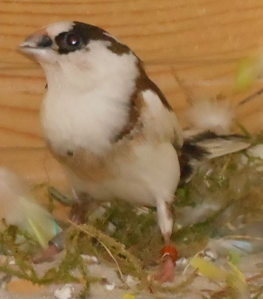 marco-s-vogelzucht